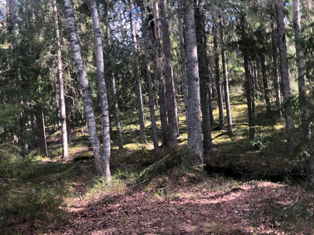 Paradiset Stugan I Fin Skogen